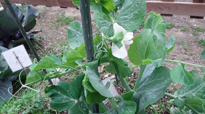 EN EL HUERTO OBSERVAMOS…SALE LA PRIMERA FLOR DE BISALTO