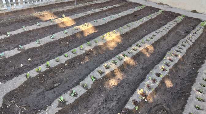 LABRAMOS Y PLANTAMOS EN EL HUERTO