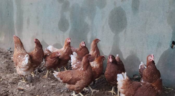 ¡BIENVENIDAS GALLINAS!