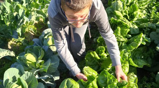 Verduras listas para cocinar